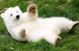 Зоопарк Санкт-Петербурга подарил японской префектуре Сидзуока белого медвежонка Петю. Фото: АМИ-ТАСС