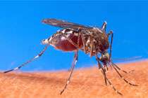 Уничтожение комаров может привести к распространению смертоносной формы лихорадки денге. Фото: Medportal.ru