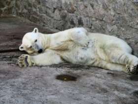 Знаменитый берлинский белый медведь Кнут. Фото: АМИ-ТАСС
