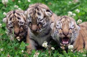Три амурских тигренка появились на свет в краснодарском зоопарке. Фото: АМИ-ТАСС