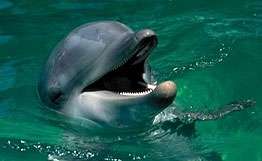 Дельфин. Фото: РИА Новости