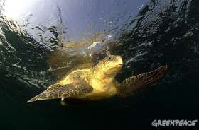 Оливковая черепаха. Фото: Greenpeace