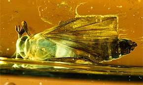 Испанский янтарь подарил новые виды насекомых. Фото: MIGnews.com