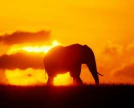 Редчайшим &quot;пустынным&quot; слонам в Намибии грозит гибель - власти разрешили охотиться на них за деньги. Фото: АМИ-ТАСС