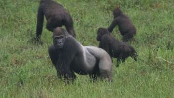Ученые обнаружили в Конго &quot;планету обезьян&quot;. Фото: РИА Новости