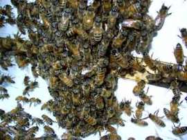 Рой итальянских пчел Apis mellifera ligustica. Фото пользователя Shoefly с сайта wikipedia.org