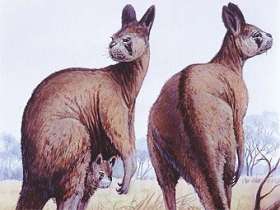 Гигантские кенгуру, вымершие около 40 тысяч лет назад. Изображение с сайта ketzan-x.net