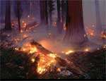 В Челябинской области снова горят леса. Фото: РИА &quot;Новый Регион&quot;