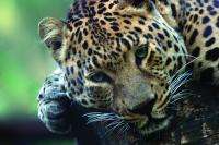 Для последних 30 дальневосточных леопардов будет создана единая охраняемая территория. Фото: WWF