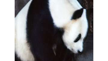 Китайские панды получили разрешение переехать на Тайвань. Фото: РИА Новости
