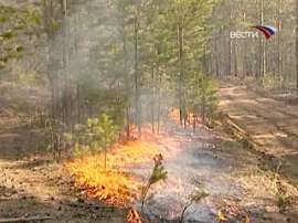 Под Воронежем бушуют лесные пожары. Фото: Вести.Ru