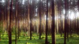 Невидимый червь может уничтожить сосновые леса в Европе. Фото: РИА Новости