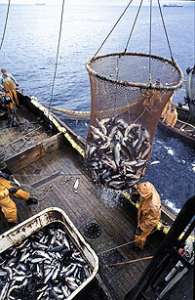 Добыча рыбы в Баренцевом море может серьезно подпортить российско-норвежские отношения.  Фото: &quot;Новые Известия&quot;
