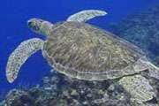 Морская Черепаха. Фото с сайта ООН