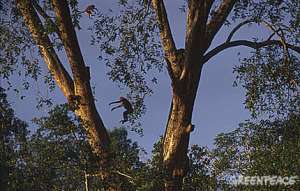 Хоботомордые обезьяны прыгают между деревьев. Фото: Greenpeace
