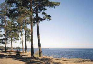 Потепление воды в Балтийском моря привело к изменению поведения рыб. Фото: АМИ-ТАСС