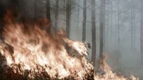 Крупный пожар уничтожил 100 гектаров леса в Оренбуржье. Фото: РИА Новости