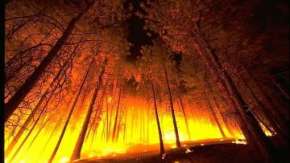 Локализован пожар площадью 500 га в сосновом лесу Ростовской области. Фото: РИА Новости