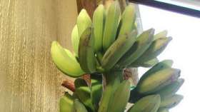 Впервые за 15 лет в Великобритании выросли бананы. Фото: РИА Новости