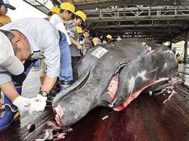 &quot;Исследование&quot; кита бутылконоса. Фото AFP