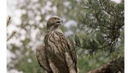 Британские экологи против изменения порядка регистрации редких птиц. Фото: РИА Новости