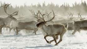 Северных лесных оленей будут спасать в зоологическом заказнике. Фото: РИА Новости