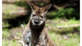 Защитники животных хотят отправить под суд мальчика, избившего кенгуру. Фото: РИА Новости