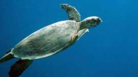 WWF запустил программу спутникового наблюдения за черепахами. Фото: www.webdive.ru