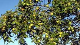 Британские экологи обеспокоены исчезновением яблоневых садов. Фото: РИА Новости