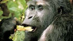 Первый центр по реабилитации горилл-сирот откроется на востоке Африки. Фото: РИА Новости