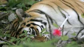 Полиция Индонезии борется с незаконной торговлей останками тигров. Фото: РИА Новости
