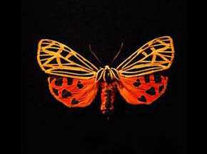 Бабочка семейства Arctiidae, она же медведица. Фото с сайта cornell.edu