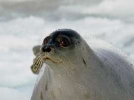 Биологи обнаружили самое восточное лежбище атлантического моржа. Фото: АМИ-ТАСС