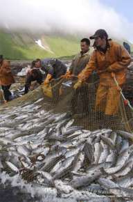 Катастрофическую деградацию рыбных запасов можно остановить. Фото: Элементы