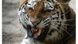 Экологи просят правительство РФ защитить амурского тигра. Фото: РИА Новости