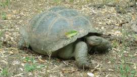 Ученые надеются возродить вымерший вид галапагосских черепах. Фото: РИА Новости