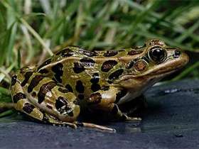 Леопардовая лягушка. Фото с сайта biology.mcgill.ca