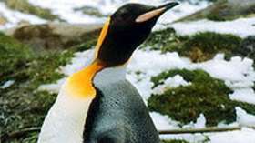 Около 50% императорских пингвинов могут погибнуть. Фото: РИА Новости