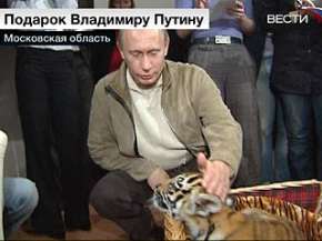 Владимиру Путину подарили тигренка. Фото: Вести.Ru