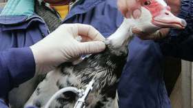 Около 1,4 тысячи домашней птицы забили из-за угрозы &quot;птичьего гриппа&quot;. Фото: РИА Новости