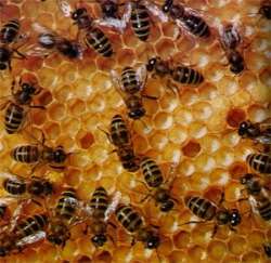 Пчелы. Фото и открытых источников сети Интернет