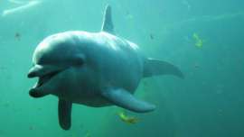 Ученые научились отличать самок и самцов дельфинов по плавникам. Фото: РИА Новости