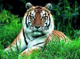 Уссурийский тигр. Фото из открытых источников сети Интернет