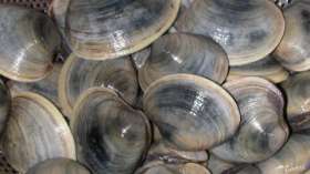 Двустворчатый моллюск мерценария. Фото: РИА Новости