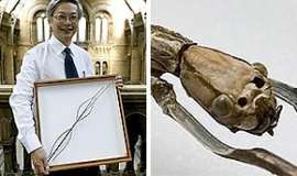 Найден самый длинный жук в мире. Фото: MIGnews.ru