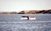 Серым китам грозит труба. Фото: WWF России