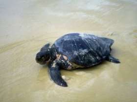 Власти Доминиканской Республики ужесточают меры по защите морских черепах, которым грозит исчезновение. Фото: АМИ-ТАСС