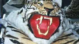 За два года браконьеры убили в Индии 13 тигров. Фото: РИА Новости