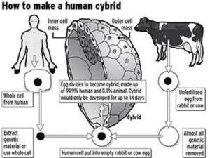 Схема создания гибридного эмбриона с сайта scienceray.com