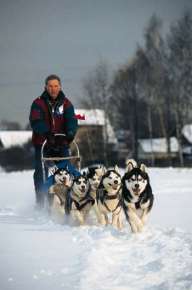 Северные ездовые собаки в упряжке. Фото с сайта autopilot.kommersant.ru
